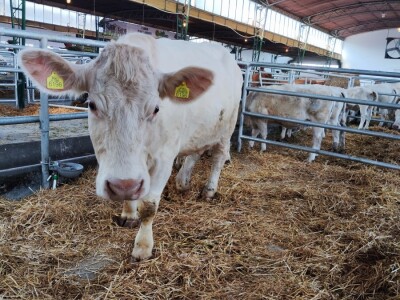 Otvoren 90. Međunarodni sajam poljoprivrede u Novom Sadu