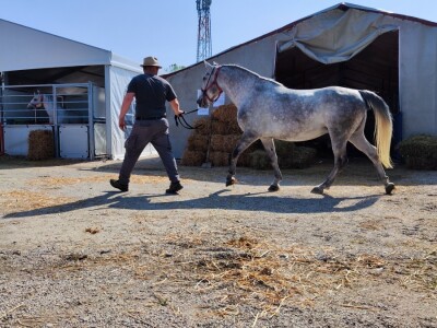 Otvoren 90. Međunarodni sajam poljoprivrede u Novom Sadu