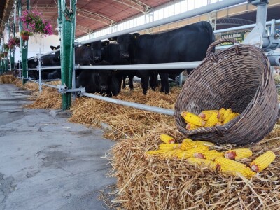Otvoren 90. Međunarodni sajam poljoprivrede u Novom Sadu