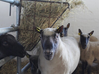 Otvoren je 29. Jesenski međunarodni bjelovarski sajam
