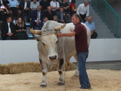 Otvoren je 29. Jesenski međunarodni bjelovarski sajam