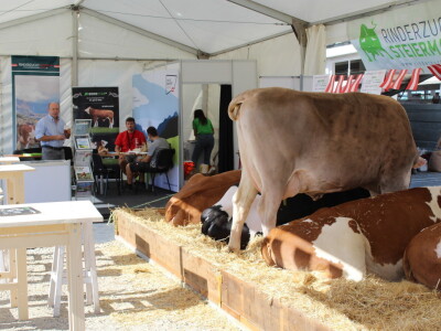 Otvoren je 29. Jesenski međunarodni bjelovarski sajam