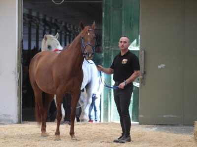 Otvoren je 29. Jesenski međunarodni bjelovarski sajam