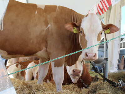 Otvoren je 29. Jesenski međunarodni bjelovarski sajam