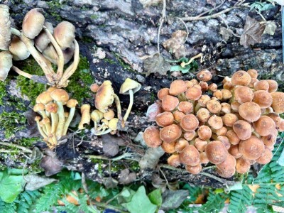 Otvoren prvi Gljivarsko edukativni park u Hrvatskoj Otvoren prvi Gljivarsko edukativni park u Hrvatskoj