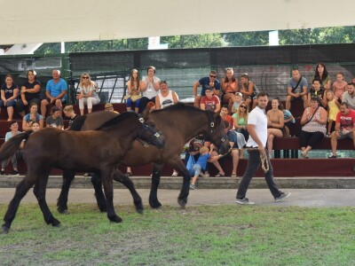 Otvoren sajam AGRA 2021 u Gornjoj Radgoni