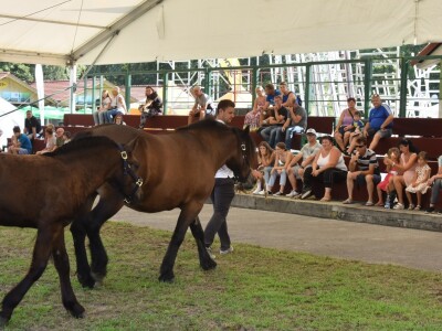 Otvoren sajam AGRA 2021 u Gornjoj Radgoni