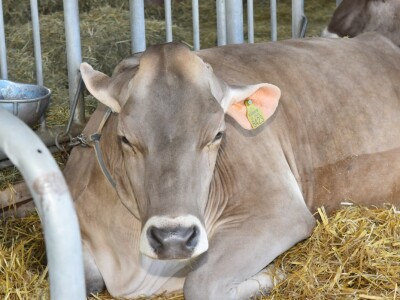 Otvoren sajam AGRA 2021 u Gornjoj Radgoni