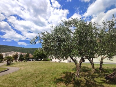 Otvorena prva kušaonica maslinovog ulja u Mostaru