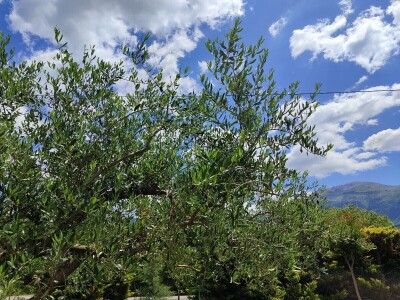 Otvorena prva kušaonica maslinovog ulja u Mostaru