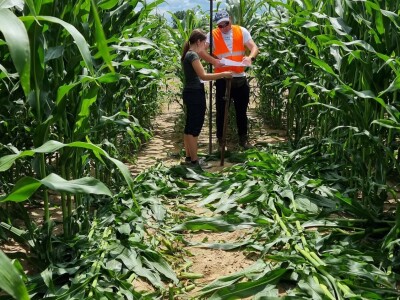 Otvorenje posavski kukuruzni labirint "Hrvatica"