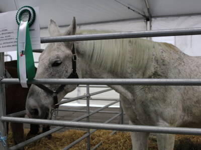 Otvorenje sajma Croagro 2019.