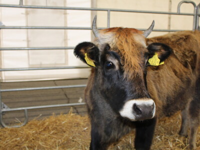 Otvorenje sajma Croagro 2019.