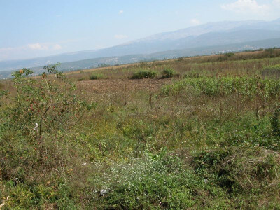 Ali tako i sada, nažalost, izgleda i neobrađeno zemljište u Sinjskom polju