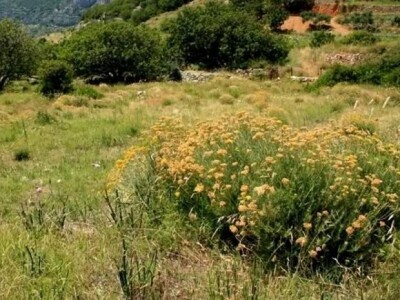 Ovako izgleda sazrelo smilje u Dalmaciji