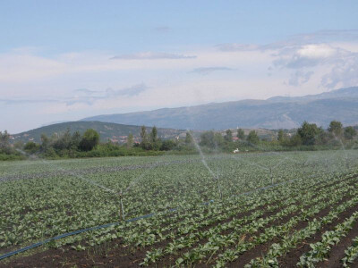 Tako izgleda uzgoj kupusa u Sinjsko polju na obrađenim parcelama