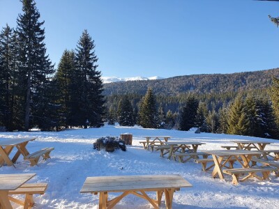 Ovako je izgledala prva javna licitacija cijena drvnih sortimenata na Igmanu