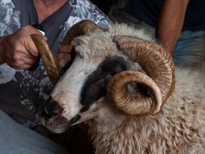 Farma ovaca u selu Nunić