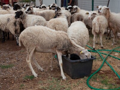 Farma ovaca u selu Nunić