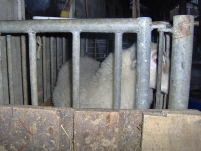 Ovca koju je dobio na dar Ovca koju je dobio na dar