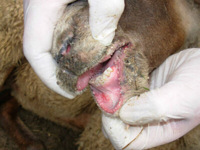 Ovca obolela od bolesti plavog jezika Ovca obolela od bolesti plavog jezika