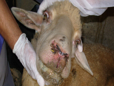 Ovca obolela od bolesti plavog jezika Ovca obolela od bolesti plavog jezika