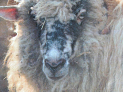 Ovca pramenka s rogovima