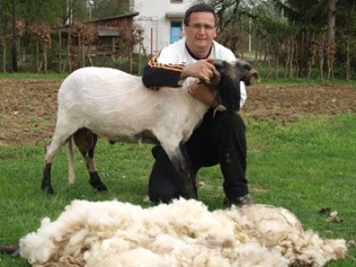 Bowenova tehnika šišanja ovaca