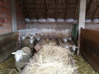 Ovčarstvo isplativo uz podršku države