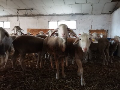 Ovčarstvo isplativo uz podršku države