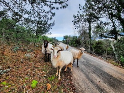 Ovčarstvo na Cresu