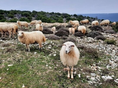 Ovčarstvo na Cresu