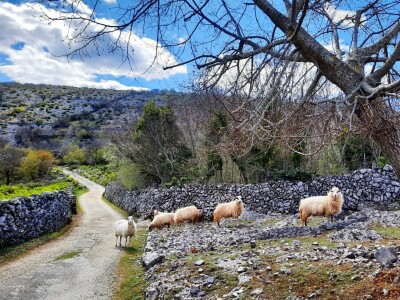 Ovčarstvo na Cresu