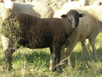 OPG Ilar Paskojević