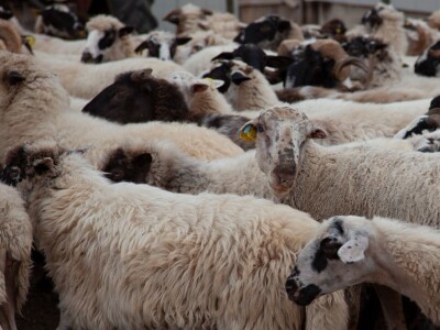 Farma ovaca u selu Nunić