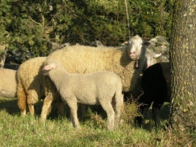 OPG Ilar Paskojević