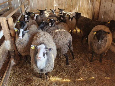 OPG Kišiček Ferdinandovac