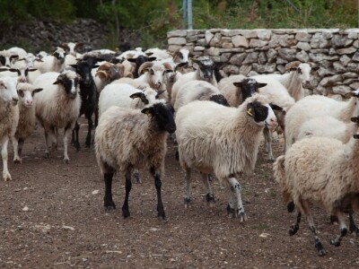 Farma ovaca u selu Nunić