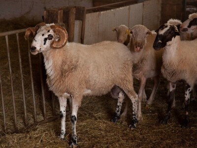Farma ovaca u selu Nunić
