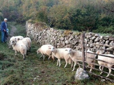 Ovce (bračka pramenka)