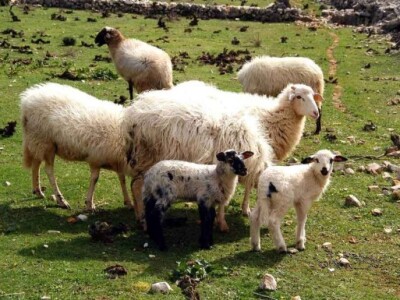 Jer korov popasu ovce