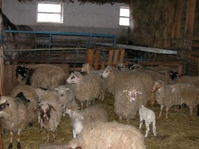 Ovce i janjci u farmi Ivana Kalopera