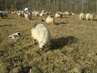 Ovce i janjci na ispaši na livanjskom području Ovce i janjci na ispaši na livanjskom području