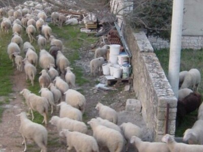 Ovce i janjci s OPG-a na Braču