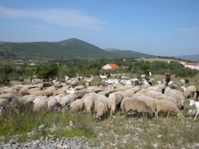 Ovce i koze stočara Ivana Kalopera u Vojniću Sinjskom