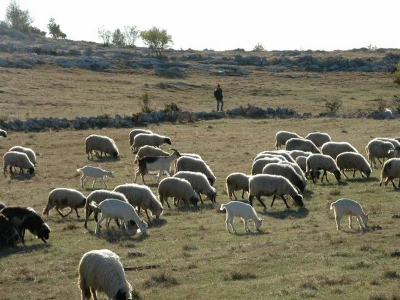 Ovce i koze na ispaši planine Kamešnice