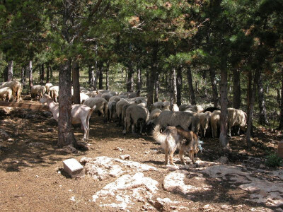 Ovce i koze na otvorenome u Zabiokovlju Ovce i koze na otvorenome u Zabiokovlju