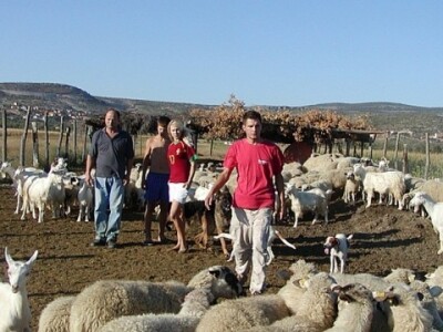 Ovce i koze u toru paškog stočara