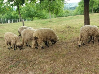 Ovce, konji i krave drže šljivik pod kontrolom Ovce, konji i krave drže šljivik pod kontrolom