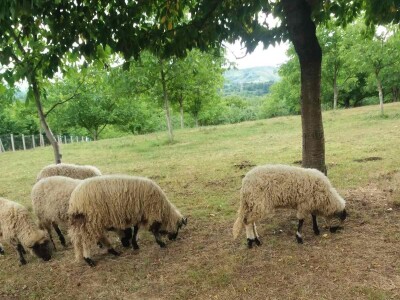 Ovce, konji i krave drže šljivik pod kontrolom Ovce, konji i krave drže šljivik pod kontrolom